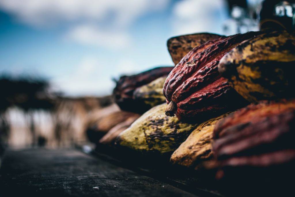 Article : Coopératives de cacao : quelles solutions apporter aux petits paysans ?